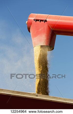 Close up of barley flowing from an auger into a truck with blue sky; Innisfail, Alberta, Canada View Large Photo Image Picture - Close up of barley flowing from an auger into a truck with blue sky; Innisfail, Alberta, Canada. Fotosearch