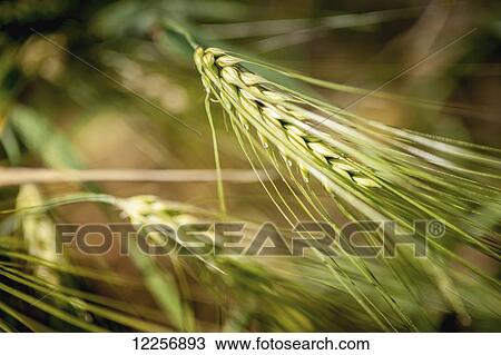 Close up of barley (Hordeum vulgare); Delta Junction, Alaska, United States of America View Large Photo Image Stock Image - Close up of barley (Hordeum vulgare); Delta Junction, Alaska, United States of America. Fotosearch
