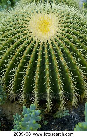 Close-Up Of Barrel Cactus, Kew Gardens, London, Europe View Large Photo Image Stock Photo - Close-Up Of Barrel Cactus, Kew Gardens, London, Europe. Fotosearch