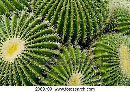Stock Photo - Close-Up Of Barrel Cactus, Kew Gardens, London, Europe. Fotosearch
