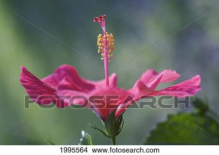 Picture - Close-Up Of Beautiful Bright Pink Hibiscus With Blue And Green Background. Fotosearch