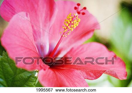 Stock Photo - Close-Up Of Beautiful Bright Pink Hibiscus With Blue And Green Background. Fotosearch