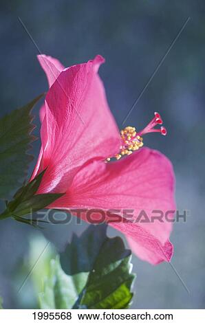 Stock Photo - Close-Up Of Beautiful Bright Pink Hibiscus With Blue And Green Background. Fotosearch