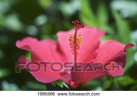 Close-Up Of Beautiful Bright Pink Hibiscus With Blue And Green Background View Large Photo Image Stock Photograph - Close-Up Of Beautiful Bright Pink Hibiscus With Blue And Green Background. Fotosearch