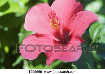 Stock Photography - Close-Up Of Beautiful Bright Pink Hibiscus With Blue And Green Background. Fotosearch