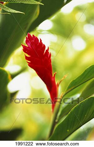 Stock Image - Close-Up Of Beautiful Red Ginger Flower With Soft Focus And Blurry Background. Fotosearch