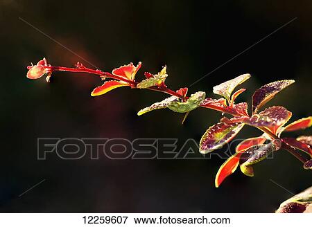 Stock Photo - Close up of Berberis; Quebec, Canada. Fotosearch