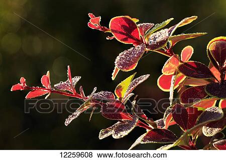 Close up of Berberis; Quebec, Canada View Large Photo Image Stock Photo - Close up of Berberis; Quebec, Canada. Fotosearch