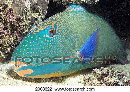 Stock Image - Close-Up Of Bicolor Parrotfish In Crevice On Ocean Floor, Mouth Open Slightly, (Cetoscarus Bicolor). Fotosearch