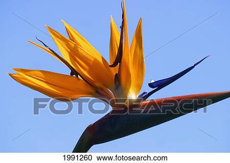 Close-Up Of Bird Of Paradise Flower View Large Photo Image Stock Image - Close-Up Of Bird Of Paradise Flower. Fotosearch