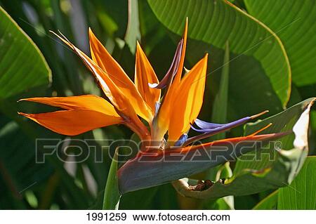 Stock Photo - Close-Up Of Bird Of Paradise Flower. Fotosearch
