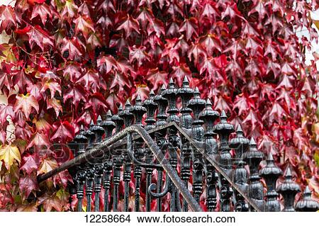 Close up of black rod iron rail with a background of red ivy; Dublin, County Dublin, Ireland View Large Photo Image Picture - Close up of black rod iron rail with a background of red ivy; Dublin, County Dublin, Ireland. Fotosearch