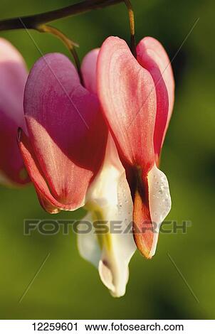 Close up of Bleeding Heart (Lamprocapnos spectabilis); Quebec, Canada View Large Photo Image Stock Image - Close up of Bleeding Heart (Lamprocapnos spectabilis); Quebec, Canada. Fotosearch