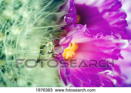 Stock Image - Close-Up Of Blooming Purple Barrel Cactus.. Fotosearch