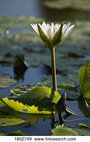 Stock Photo - Close-Up Of Blooming Water Lily. Fotosearch