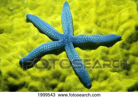 Close-Up Of Blue Starfish On Poritirs Coral (Linckia Laevigata) C1921 View Large Photo Image Stock Image - Close-Up Of Blue Starfish On Poritirs Coral (Linckia Laevigata) C1921. Fotosearch