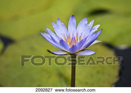 Stock Photo - Close-Up Of Blue Water Lily; Winnipeg Manitoba Canada. Fotosearch