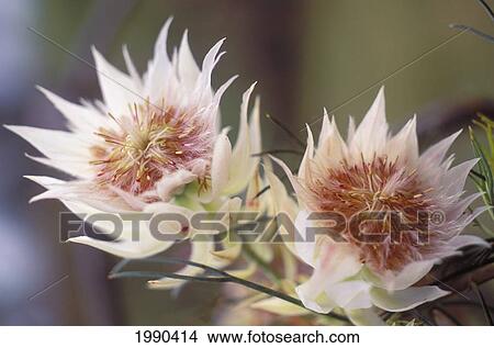 Close-Up Of Blushing Bride Protea, White Leaves View Large Photo Image Picture - Close-Up Of Blushing Bride Protea, White Leaves. Fotosearch