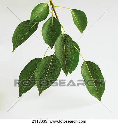Stock Image - Close-Up Of Branch And Leaves Of Pear Tree. Fotosearch