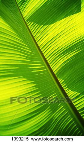 Close-Up Of Bright Green Banana Leaf. Pattern Forms Off The Main Rib. View Large Photo Image Stock Photography - Close-Up Of Bright Green Banana Leaf. Pattern Forms Off The Main Rib.. Fotosearch
