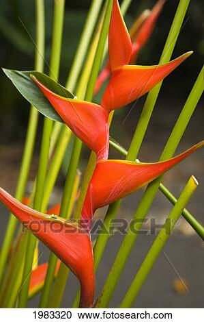 Stock Image - Close-Up Of Bright Orange Heliconia.. Fotosearch