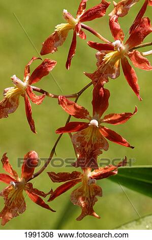 Stock Photo - Close-Up Of Bright Orange Orchids. Fotosearch