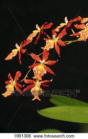 Stock Photograph - Close-Up Of Bright Orange Orchids. Fotosearch
