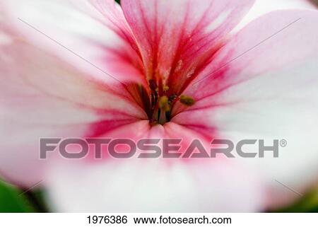 Stock Photograph - Close-Up Of Bright Pink Flower.. Fotosearch