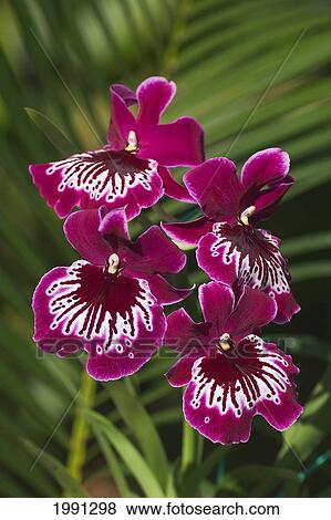 Stock Photo - Close-Up Of Bright Purple And White Orchid. Fotosearch