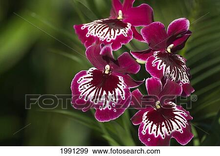 Stock Photo - Close-Up Of Bright Purple And White Orchid. Fotosearch