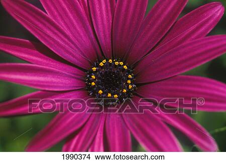 Picture - Close-Up Of Bright Purple Daisy With Yellow In Center. Fotosearch