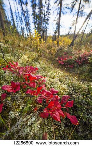 Close up of bright red Bearberry in the boreal forest near Fairbanks, Interior Alaska View Large Photo Image Stock Image - Close up of bright red Bearberry in the boreal forest near Fairbanks, Interior Alaska. Fotosearch