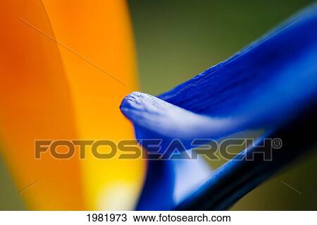 Close up of brightly coloured flower petals View Large Photo Image Stock Image - Close up of brightly coloured flower petals. Fotosearch