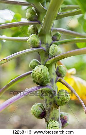 Stock Image - Close up of brussels sprouts on the stalk; County Galway, Ireland. Fotosearch