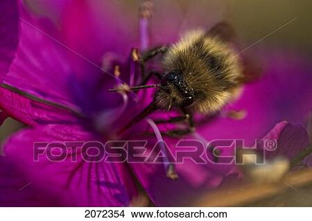 Picture - Close-Up Of Bumblebee On Dwarf Fireweed, British Columbia, Canada. Fotosearch