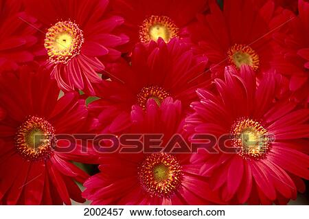 Close-Up Of Bunch, Red Daisies With Yellow Centers View Large Photo Image Stock Photo - Close-Up Of Bunch, Red Daisies With Yellow Centers. Fotosearch