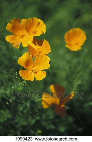 Close-Up Of California Poppies, Orange, Still On Plant View Large Photo Image Stock Image - Close-Up Of California Poppies, Orange, Still On Plant. Fotosearch