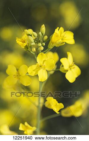 Close up of canola blossoms; Alberta, Canada View Large Photo Image Stock Image - Close up of canola blossoms; Alberta, Canada. Fotosearch