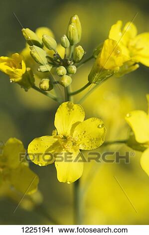 Close up of canola blossoms; Alberta, Canada View Large Photo Image Stock Image - Close up of canola blossoms; Alberta, Canada. Fotosearch