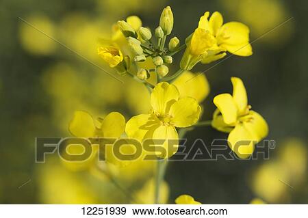 Stock Photo - Close up of canola blossoms; Alberta, Canada. Fotosearch