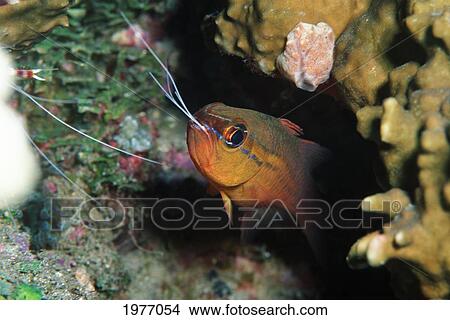 Close-up of Cardinalfish With Prawn Tentacles Protruding From Mouth; Papua New Guinea View Large Photo Image Picture - Close-up of Cardinalfish With Prawn Tentacles Protruding From Mouth; Papua New Guinea. Fotosearch