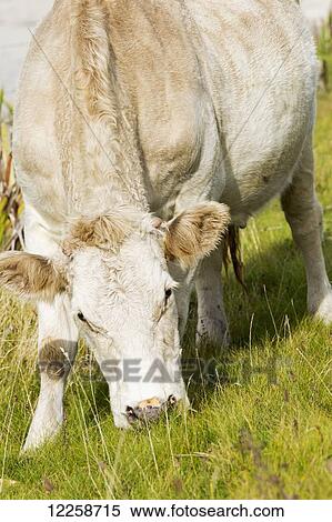 Stock Photography - Close up of cattle grazing on grass; Omey Island, County Galway, Ireland. Fotosearch