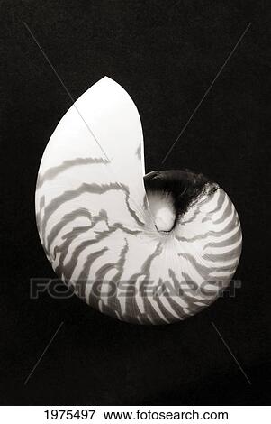 Close-Up Of Chambered Nautilus Shell On Black Background (Sepia Photograph). View Large Photo Image Stock Photo - Close-Up Of Chambered Nautilus Shell On Black Background (Sepia Photograph).. Fotosearch
