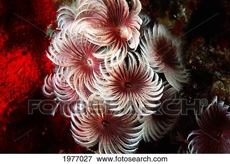 Close-up of Cluster of Small Feather Duster Worms (Bispira Brunnea); Bahamas View Large Photo Image Stock Photo - Close-up of Cluster of Small Feather Duster Worms (Bispira Brunnea); Bahamas. Fotosearch