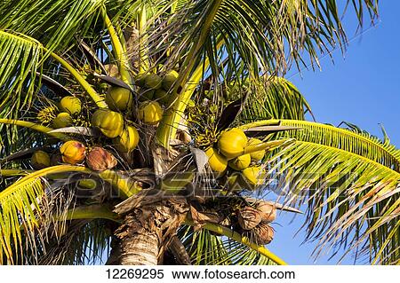 Stock Photography - Close up of coconut tree with blue sky; Akumal, Quintana Roo, Mexico. Fotosearch
