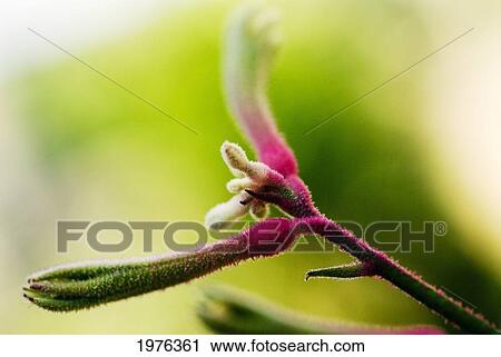 Close-up of colorful Cottonwood Bud View Large Photo Image Stock Image - Close-up of colorful Cottonwood Bud. Fotosearch