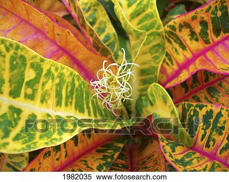 Close-up of colorful croton leaves View Large Photo Image Stock Photography - Close-up of colorful croton leaves. Fotosearch
