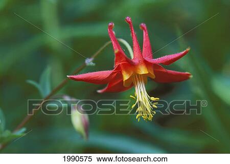 Stock Photography - Close-Up Of Columbine Flower, Red And Yellow (Aquilegia Formosa) Green Soft Focus Background. Fotosearch