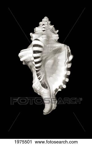 Close-Up Of Conch Shell On Black Background (Sepia Photograph). View Large Photo Image Stock Image - Close-Up Of Conch Shell On Black Background (Sepia Photograph).. Fotosearch