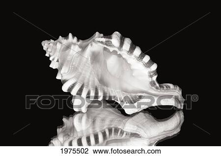 Stock Image - Close-Up Of Conch Shell On Black Background (Sepia Photograph).. Fotosearch